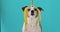 Funny dog with banana peel on his head portrait