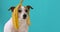 Funny dog with banana peel on his head portrait