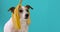 Funny dog with banana peel on his head portrait