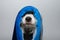 Funny dog bath. Jack russell wrapped with a blue striped towel ready fot take a shower