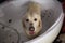 Funny dog in bathtub getting ready to jump out