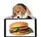 Funny dog beagle looks at an appetizing cheeseburger