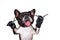 Funny dog black barber groomer french bulldog hold straight razor and scissors. Man isolated on white background