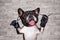 Funny dog black barber groomer french bulldog hold straight razor and scissors. Man on white brick wall background