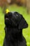 Funny dog black Labrador puppy holds on the nose dandelion flower and looks at it