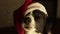 Funny Dog border collie in red christmas hat new year. background fireplace , light, white
