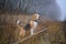 Funny dog breed Beagle for a walk in the autumn Park in a thick fog