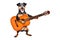 Funny dog breed Jagdterrier standing with acoustic guitar