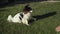 Funny dog breed Papillon is tumbling on green lawn stock footage video