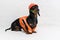 Funny dog builder dachshund in an orange construction helmet , against a white brick wall background, look up