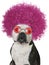 Funny Dog, Bulldog Afro, Isolated