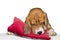 Funny dog calm beagle sleeping on a red pillow