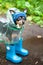 Funny dog in a cap and rubber boots standing in a puddle on a forest path, the theme of rainy