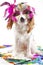 Funny dog in carnival mask.. Party dog in studio. Cavalier king charles spaniel dog with colorful feathers purple mask