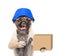 Funny dog with cat delivering a big package. isolated on white background