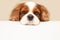 Funny dog cavalier king charles spaniel looks hopefully at the empty copy space for text on a white table. Close-up