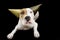 Funny dog celebrating new year or birthday wearing two party hats. Isolated on gray background