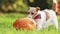 Funny dog chewing, eating a pumpkin in autumn, halloween, fall or happy thanksgiving concept