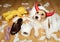 Funny dog after chewing a toilet paper and shoe, dog mischief or puppy training