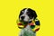 FUNNY DOG CLOWN. MIXED-BREED PUPPY WEARING A COLORFUL BOWTIE FOR CARNIVAL, BIRTHDAY OR NEW YEAR PARTY. ISOLATED ON YELLOW