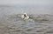 Funny dog, dalmatian, swims for a stick on the lake.