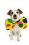 FUNNY DOG DRESSED AS A CLOWN. JACK RUSSELL WEARING A COLORFUL BOWTIE. ISOLATED AGAINST WHITE BACKGROUND FOR CARNIVAL OR HALLOWEEN