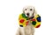 FUNNY DOG DRESSED AS A CLOWN. JMIXED-BREED WEARING A COLORFUL BOWTIE. ISOLATED AGAINST WHITE BACKGROUND FOR CARNIVAL OR HALLOWEEN