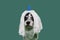 FUNNY DOG DRESSED WITH A MOP WIG FOR CARNIVAL, NEW YEAR OR HALLOWEEN PARTY. ISOLATED SHOT ON GREEN COLORED BACKGROUND