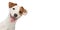 Funny dog face isolated. Jack Russell Terrier portrait on white background