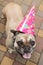 Funny dog, french bulldog with pink hat cone, holiday day concept