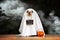 Funny dog in ghost costume posing for Halloween