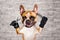 Funny dog ginger french bulldog barber groomer hold scissors and comb. Man on white brick wall background