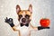 Funny dog ginger french bulldog waiter in a black bow tie hold a red tomato and show a sign approx. Animal on gray background with