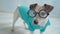 Funny dog in glasses and blue polo shirt looking at camera with attention