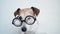 Funny dog in glasses looking to the camera with attention.