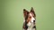 funny dog on a green background. Happy border collie