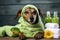 Funny dog with green towel and spa products on wooden background, Cute dog relaxed from spa procedures on the face with cucumber,