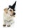 FUNNY DOG HALLOWEEN. LABRADOR WEARING A WITCH HAT COSTUME. ISOLATED SHOT AGAINST WHITE BACKGROUND