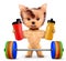 Funny dog holding sport nutrition and barbell