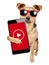 Funny dog influencer celebrity wearing sunglasses video content creator holding mobile phone isolated on white background