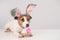 Funny dog Jack Russell Terrier in a bunny costume with a basket of painted eggs on a white background. Catholic Easter