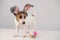 Funny dog Jack Russell Terrier in a bunny costume with a basket of painted eggs on a white background. Catholic Easter