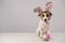 Funny dog Jack Russell Terrier in a bunny costume with a basket of painted eggs on a white background. Catholic Easter