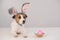 Funny dog Jack Russell Terrier in a bunny costume with a basket of painted eggs on a white background. Catholic Easter