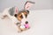 Funny dog Jack Russell Terrier in a bunny costume with a basket of painted eggs on a white background. Catholic Easter