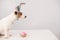 Funny dog Jack Russell Terrier in a bunny costume with a basket of painted eggs on a white background. Catholic Easter