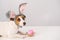 Funny dog Jack Russell Terrier in a bunny costume with a basket of painted eggs on a white background. Catholic Easter