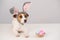 Funny dog Jack Russell Terrier in a bunny costume with a basket of painted eggs on a white background. Catholic Easter