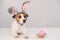 Funny dog Jack Russell Terrier in a bunny costume with a basket of painted eggs on a white background. Catholic Easter