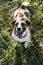 Funny dog, Jack Russell Terrier looking up, ready to play. Portrait purebred dog in the park, selective focus